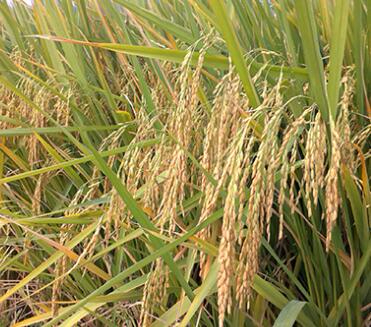 C两优266——健康稻