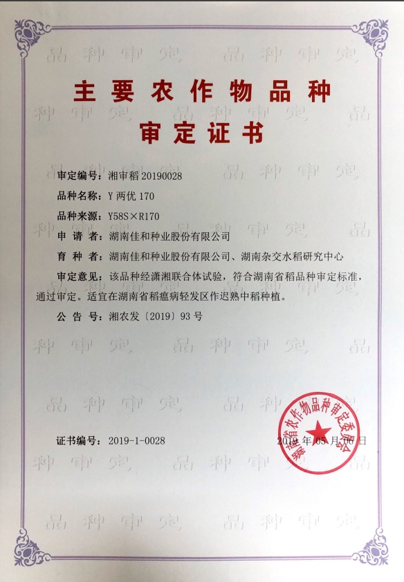 迟熟中稻——Y两优170