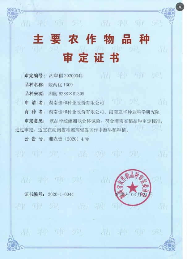 中熟早稻——陵两优1309