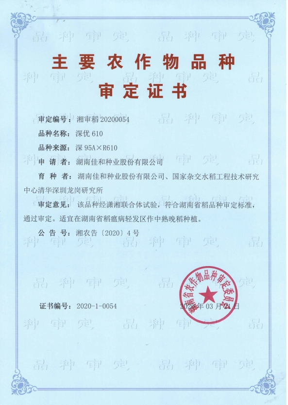 中熟晚稻——深优610