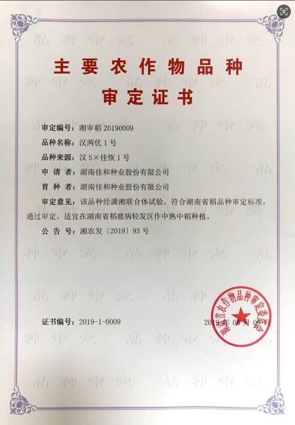 中熟中稻——汉两优1号